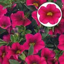 Bild von Calibrachoa P12 Hot rose